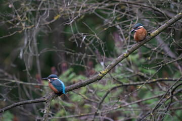 The common kingfisher (Alcedo atthis)