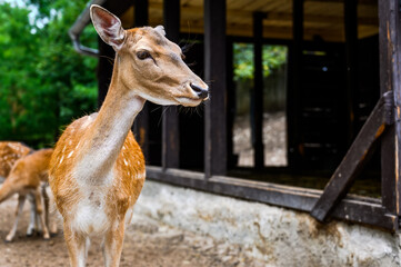 Obraz premium Portrait of a fallow deer