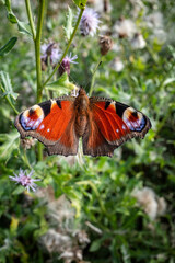 Tagpfauenauge Schmetterling beim Nektar sammeln auf einer Distelblüte 