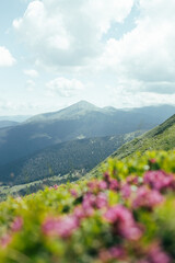Blossoming pink rhododendron flowers on the high mountain hill.