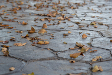 Walkway in the garden full of dry leaves in the spring for background and texture.