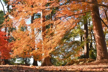 Fototapeta premium 紅葉