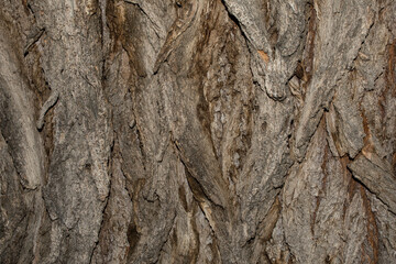 Tree bark close up. Old wood tree bark texture. Textured background.