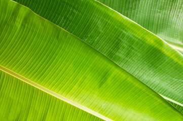 Close up banana leaf texture with beautiful pattern