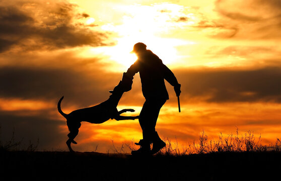 Protective section with a dog, a dog attacks a helper against a sunset background