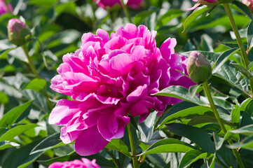 The name of this peony is Sarah Bernhardt. Scientific name is Paeonia lactiflora. © www555www