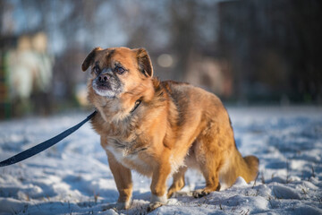 Portrait of a beautiful purebred puppy in the winter, on the snow.
