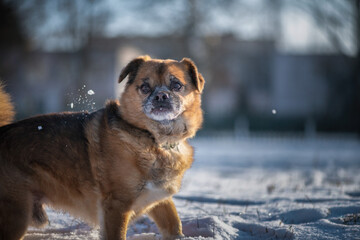 Portrait of a beautiful purebred puppy in winter, close-up.