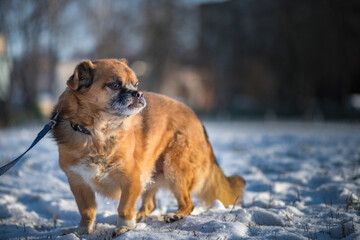 Portrait of a beautiful purebred puppy in the winter, on the snow.