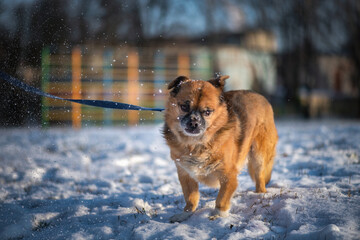 Beautiful purebred dog for a walk in the snow in a winter park.