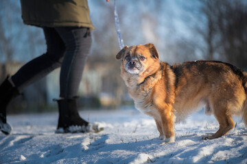 Beautiful purebred dog for a walk in the snow in a winter park.
