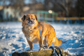 Beautiful purebred dog for a walk in the snow in a winter park.