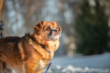 Portrait of a beautiful purebred puppy in winter, close-up.