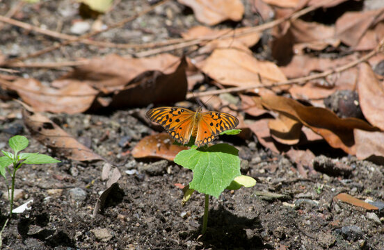 Butterfly (Agraulis vanillae) under the leaf of a cucumber plantule (Cucumis sativus) in the city of Rio de Janeiro, Brazil.