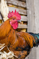 Red rooster, corn cob in the background
