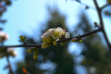 Natural background with a flower on a tree branch