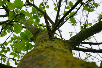Looking up at the majesty of the tree