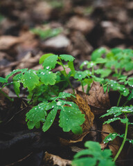 Small green plants in the forest ground.