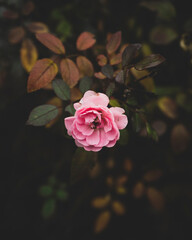 Autumn rose between brown leaves.