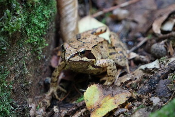 Toad trying to blend in with the background