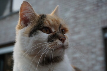 Close up of tabby cat