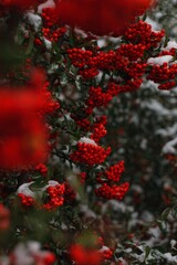 Pyracantha, pyracanth, fire thorn, firethorn in the winter with snow