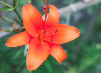 Beautiful lily flower on a background of green leaves. Lily flowers in the garden. Spring floral background.