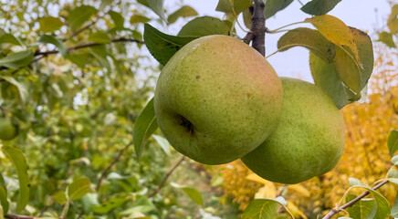 Pear orchard in autumn. Ripe pears in the garden ready for harvest.