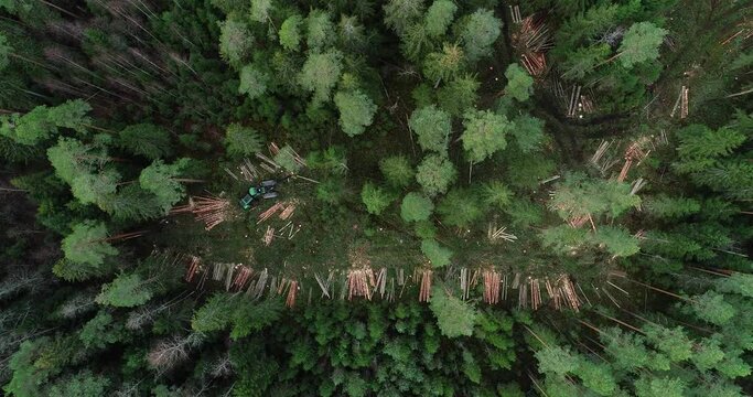 An aerial of a green wood harvester cutting down Spruce tree on a clear-cut area during autumn in Estonia, Northern Europe.