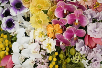 花, 自然, 花, 紫, 植える, ピンク, 庭, とぶ, スミレ, 全盛期, 植物, 美しさ,...
