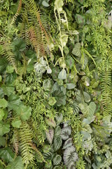 植える, 自然, 葉, 庭, 木, 葉, しだ, 森, 木の葉, とぶ, サマータイム, 農学, パセリ, 野菜, 食べ物, 植物, 新鮮, アップ, ブランチ, 緑, 花, アップ, ファーム, 臓器の, 植物学