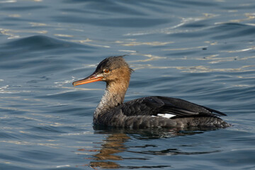 浮かぶウミアイサ