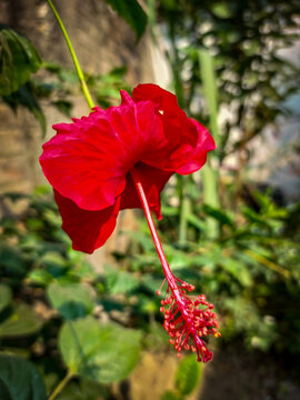 Hibiscus Rosa-Sinensis Red Flower, Known As Chinese Hibiscus, China Rose, Hawaiian Hibiscus, Shoeblack Plant.