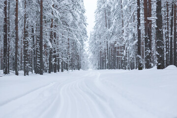 Forest in winter trees covered with snow