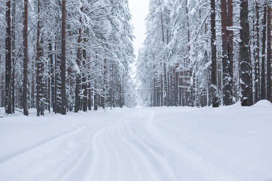 Forest in winter trees covered with snow
