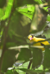 Oriolus chinensis, The black naped oriole, is a passerine bird in the oriole family, medium-sized and overall golden with a strong pinkish bill and a broad black mask and nape.