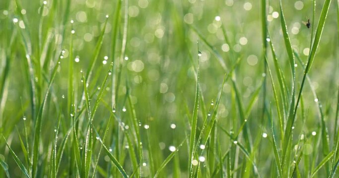 Foreground dew drops on the long green grass, UHD, 4K