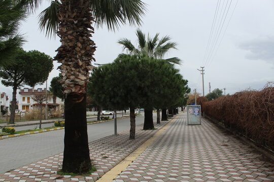 Stone colorful street sidewalk with palm trees. Photo taken on the road in &ouml;ren burhaniye town Aegean sea coast region turkey anatolia asia. Calm warm weather day in winter.