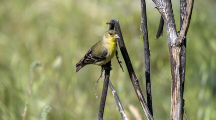 bird