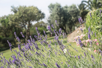 Lavanda