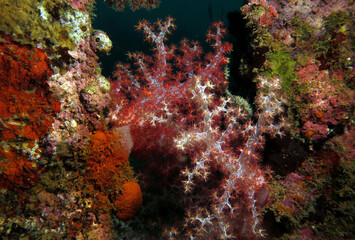 Fototapeta na wymiar Dendronephthya hemprichi coral growing on a wreck Boracay Island Philippines