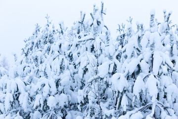 Forest in winter trees covered with snow