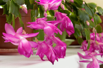 Purple blooming of a beautiful Schlumbergera which is called the Christmas cactus during in the wintertime