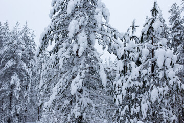 Forest in winter trees covered with snow