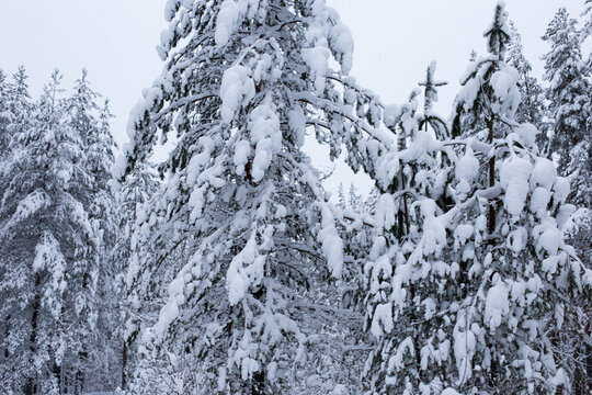 Forest in winter trees covered with snow