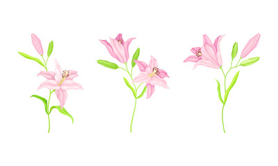 Pink blooming lily flowers set. Floral design element for greeting card, wedding invitation
