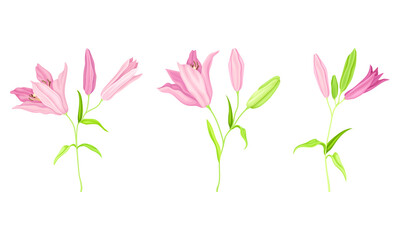 Beautiful blooming lily flowers set. Floral design element for greeting card, wedding invitation vector illustration