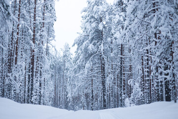 Forest in winter trees covered with snow
