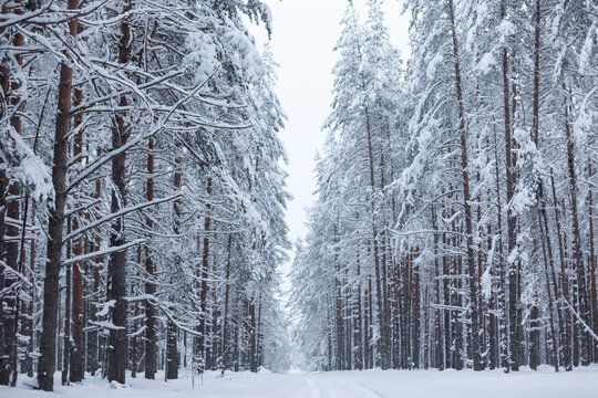 Forest in winter trees covered with snow