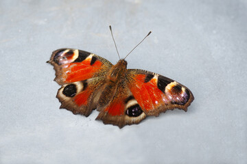 Fototapeta na wymiar Tagpfauenauge Schmetterling beim Entspannen in Sonnenbad auf einem grauen Board 